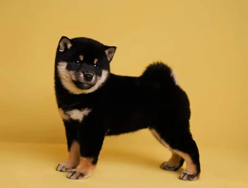 Dr. Wolf Mieko Mika of Kensho gallery image 2