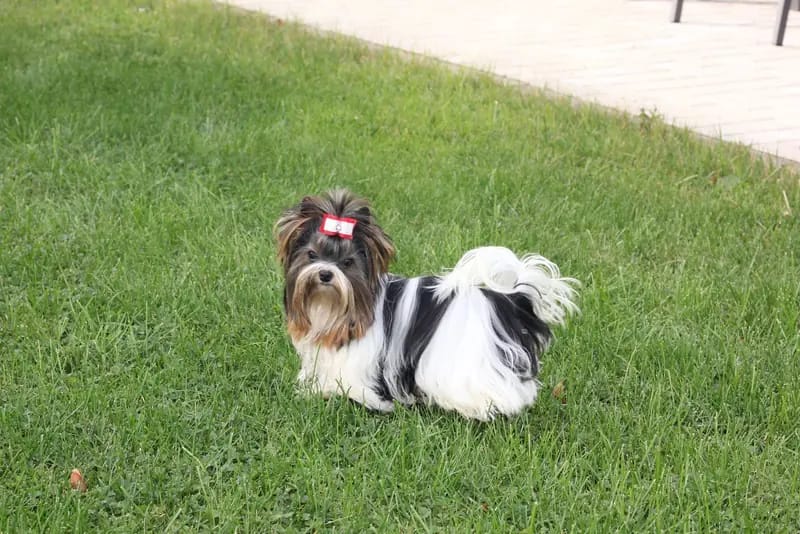 Erwachsene Biewer Yorkshire Terrier Rüde. – Yorkshire Terrier Welpe – Bild 3