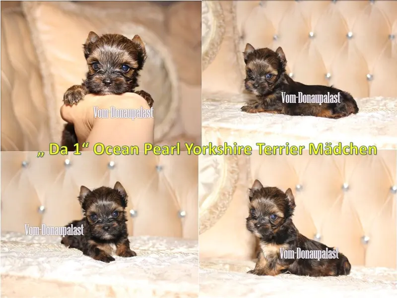 Farbige Yorkshire Terrier Welpen "vom Donaupalast". – Yorkshire Terrier Puppy – Photo 2