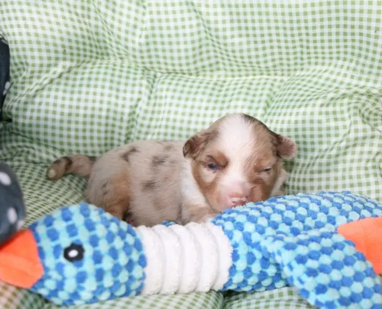 Freedom Gruffi vom Georgenberg – Australian Shepherd Puppy – Photo 4