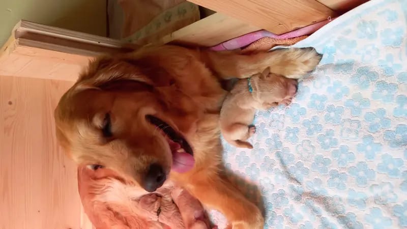 Golden Retriever vom Veitenstein  gallery image 4