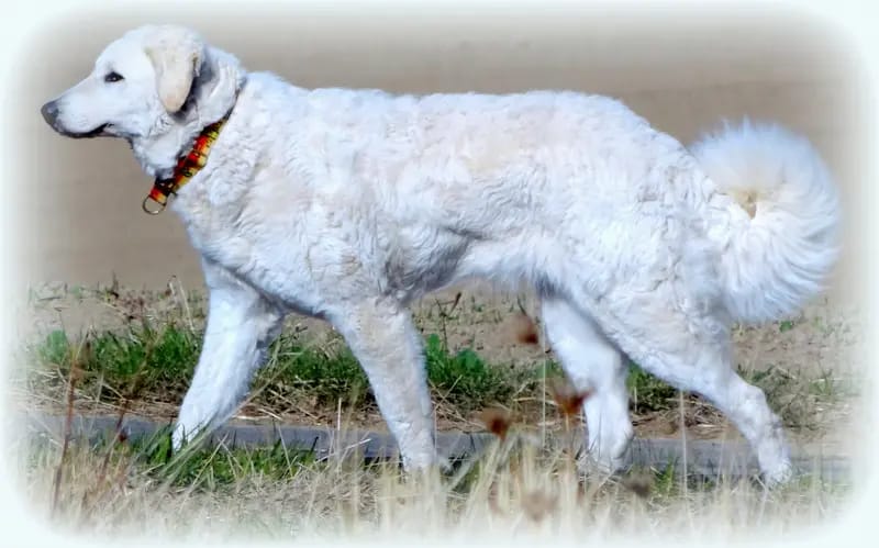Kuvasz Zucht "Vom Quecksilber" gallery image 2