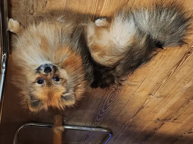 Pomeranian von  Dolce Picollini   gallery image 4