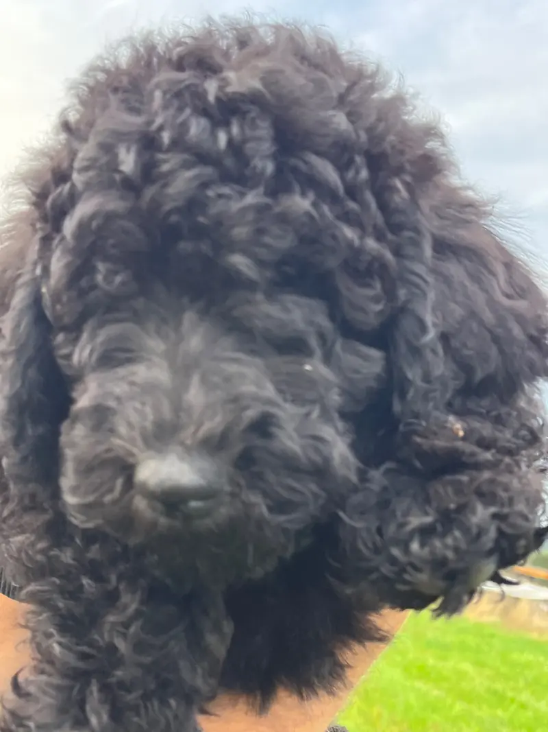 Pheobe Maria – Großpudel (Königspudel) Puppy – Photo 4