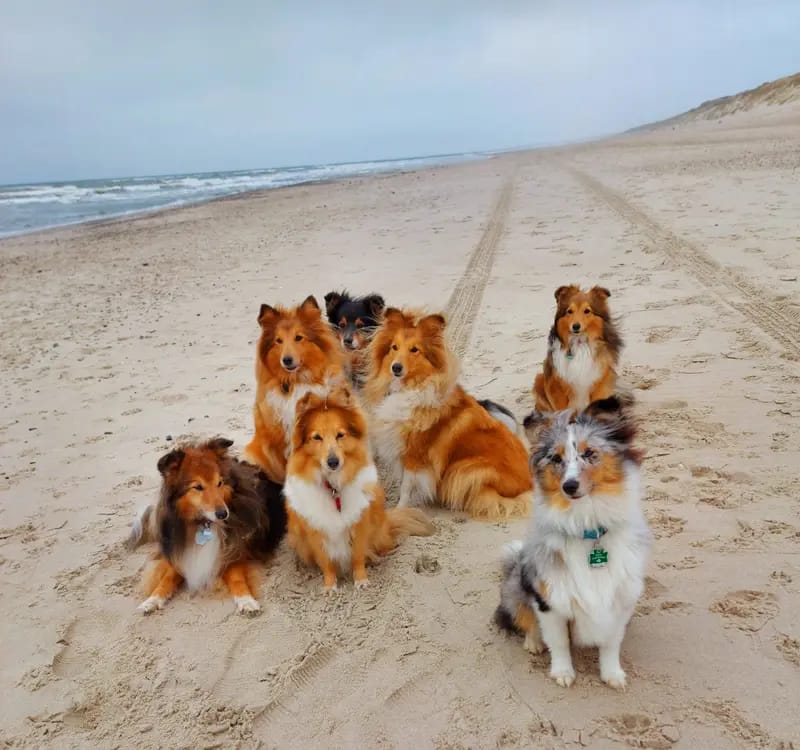 Shelties von Little Insa  gallery image 2