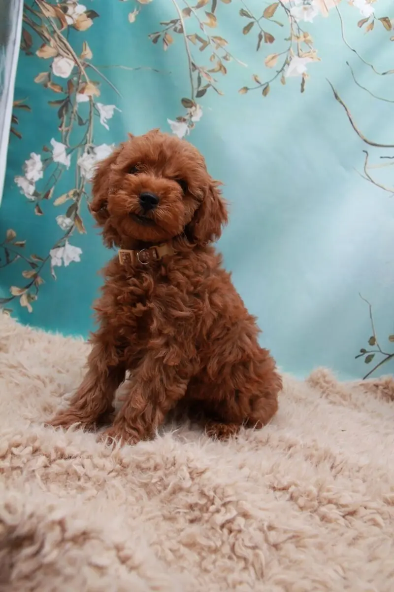 Besondere kleine Pudeldame sucht seine Herzensfamilie, auf famililärer Vereinszucht – Großpudel (Königspudel) Puppy – Photo 2