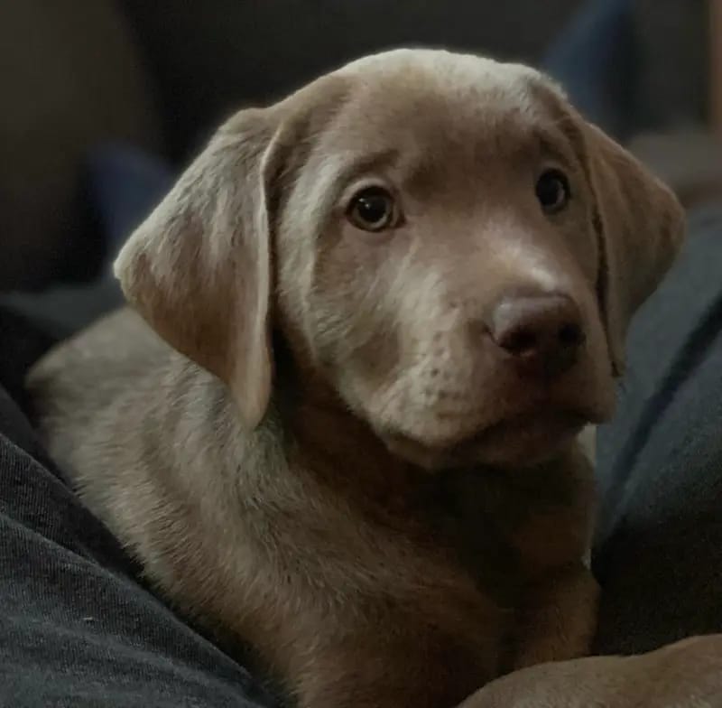Labrador of Dark Silver Origin gallery image 4