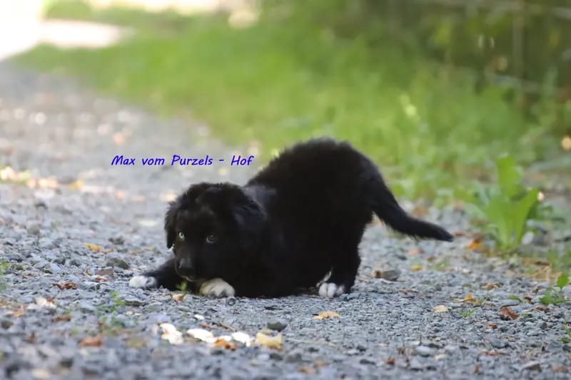 Max – щенок Australian Shepherd – Фото 2