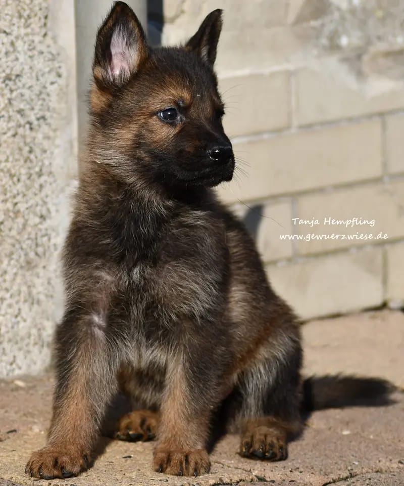 Deutsche Schäferhunde von der Gewürzwiese gallery image 3