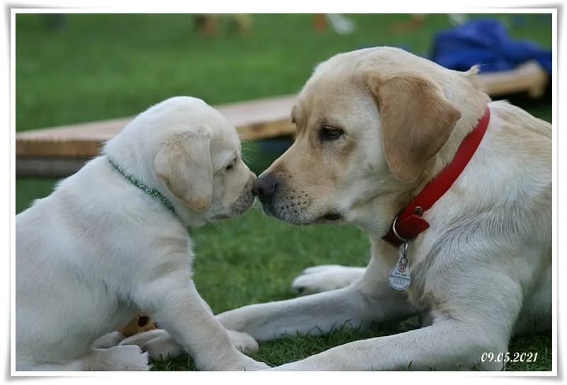 Labrador Retriever Zucht vom Adlumer Meerfeld gallery image 3
