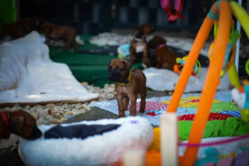 Mapacha Kalles Rhodesian Ridgeback  gallery image 4