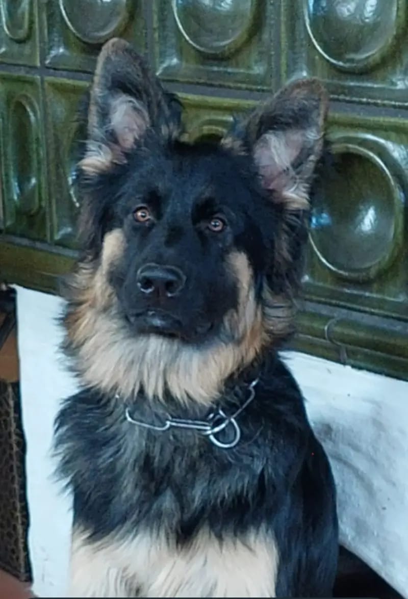 Altdeutsche Schäferhunde vom Kreuzkamp  gallery image 2