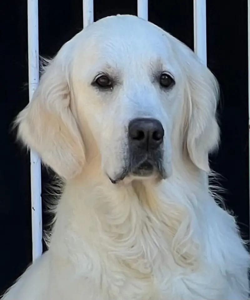 Golden Retriever Herbst / Winter 2026 gallery image 3