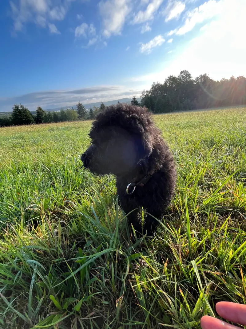 Pheobe Maria – Großpudel (Königspudel) Puppy – Photo 3