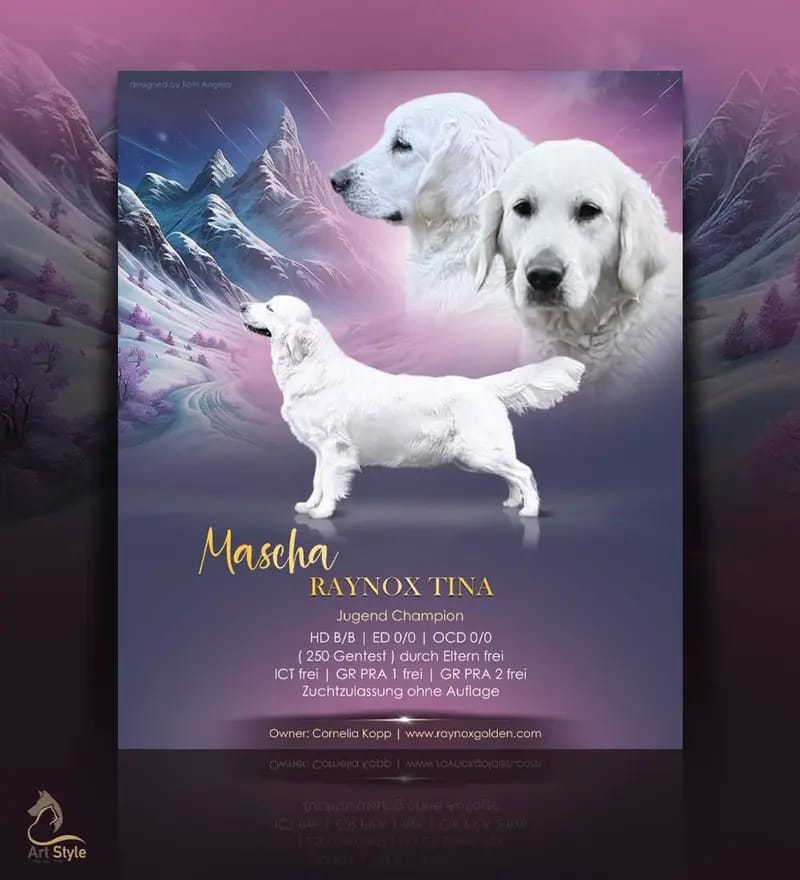 Golden Retriever Herbst / Winter 2026 gallery image 4
