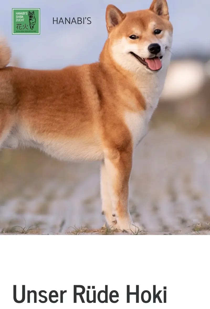 HANABI‘S Shibas  gallery image 4