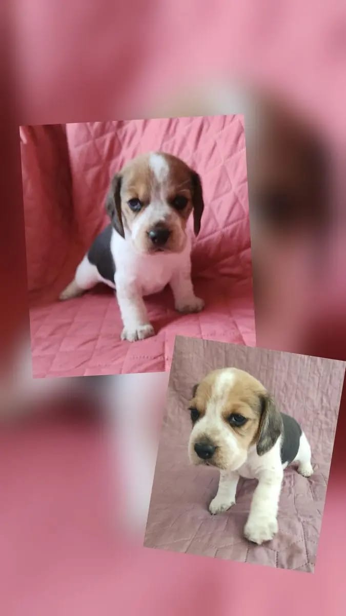 Beagle Welpen mit Papieren Reinrassig gallery image 3
