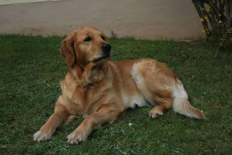 Golden Retriever vom Veitenstein  gallery image 2