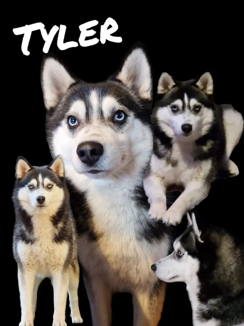 Mystic Falls Pomsky Minihuskys  gallery image 4