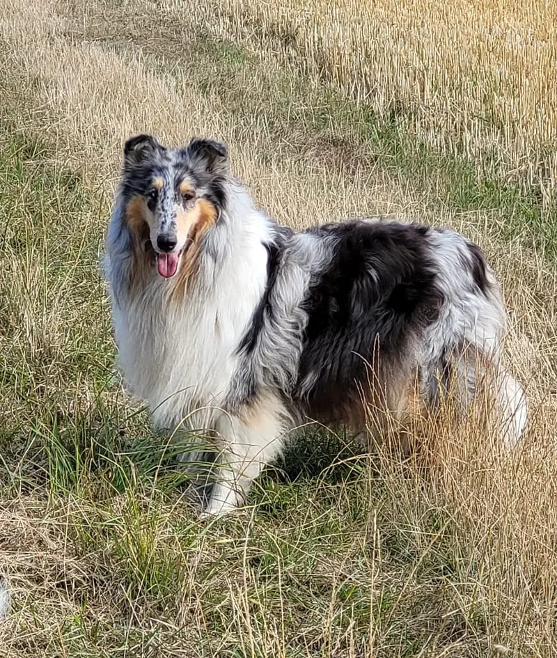 Collies from Jenna's World  gallery image 4