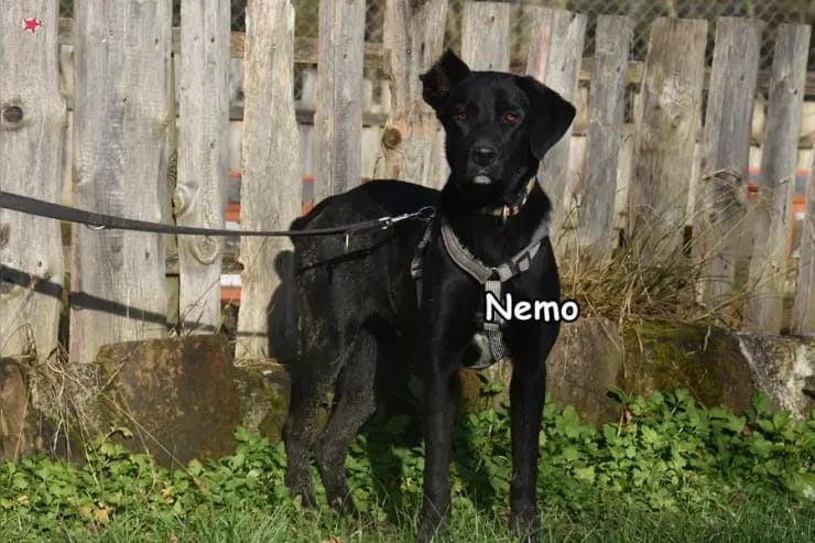 Nemo gallery image 4