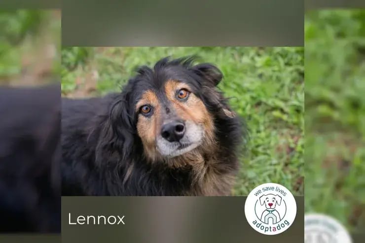 Lennox gallery image 2