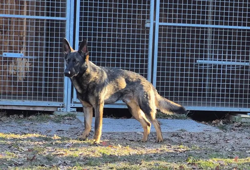 Deutscher Schäferhund Rüde Cross gallery image 2