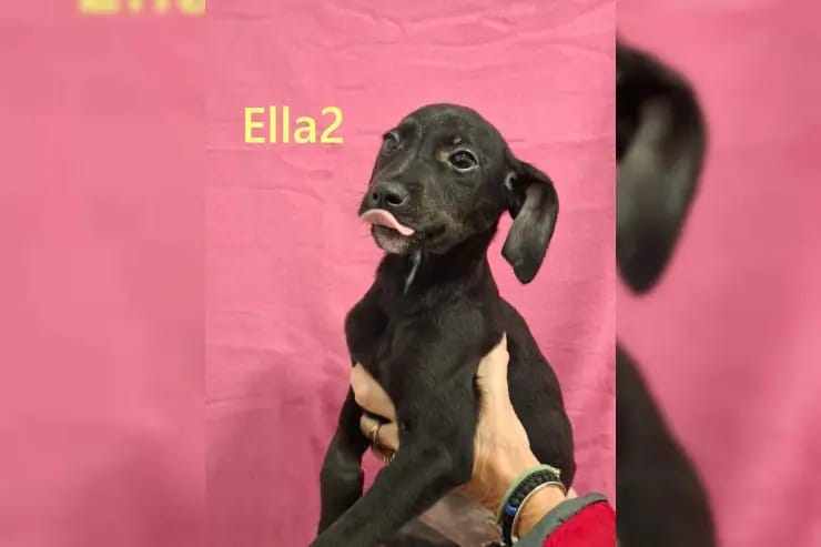 Ella2 gallery image 4
