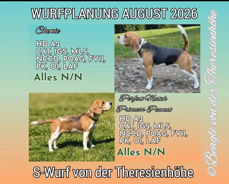 Wurfankündigung BEAGLE – Beagle Puppy – Photo 2