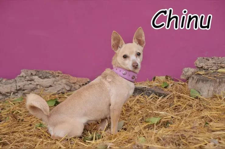 Chinu gallery image 2