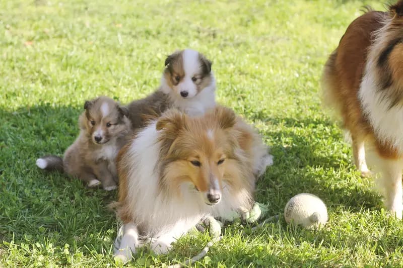 Sarah's Dream Shelties & Collies gallery image 3