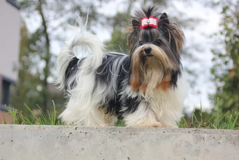 Erwachsene Biewer Yorkshire Terrier Rüde. – Yorkshire Terrier Welpe – Bild 2