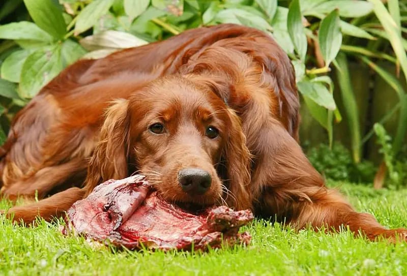Irish red Setter "fighting irish´s" gallery image 2