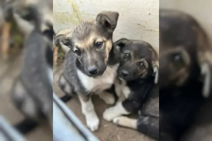 Quastl gallery image 3