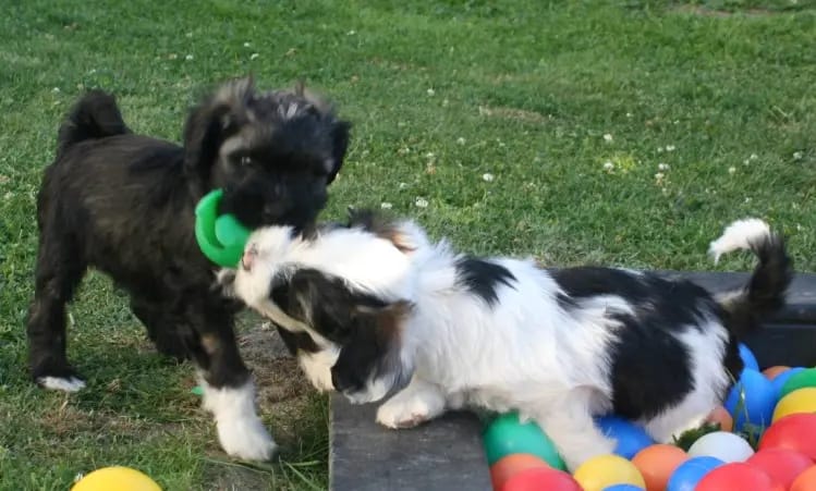 KIRSEI - KRA Tibet Terrier gallery image 3