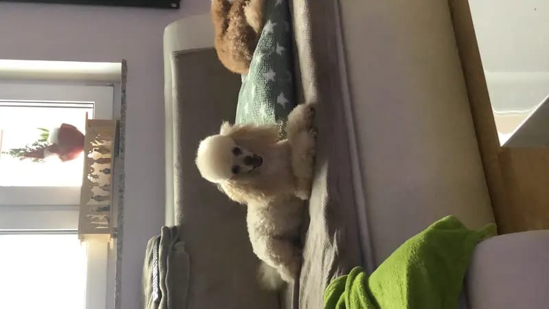 Nucleus Line Poodle  gallery image 3
