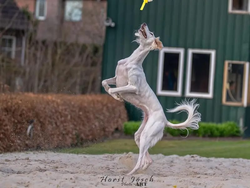Gooya Talay Ravan Bacht gallery image 3