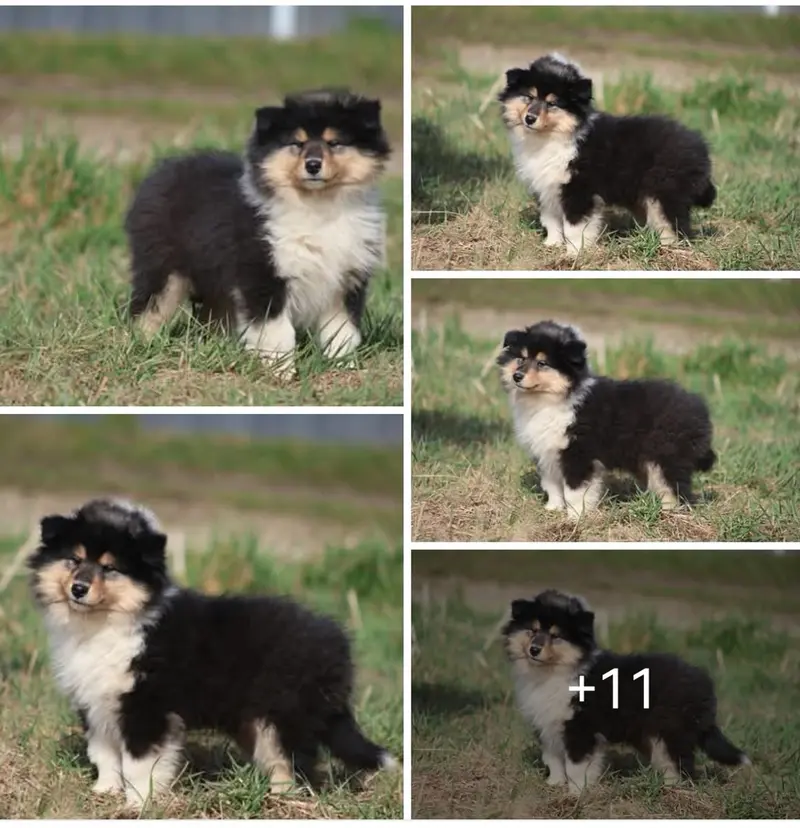 SÜSSES TRICO Girl VDH/TOP Colliewelpen sind ab sofort auszugsbereit – Collie (Langhaar) Puppy – Photo 2