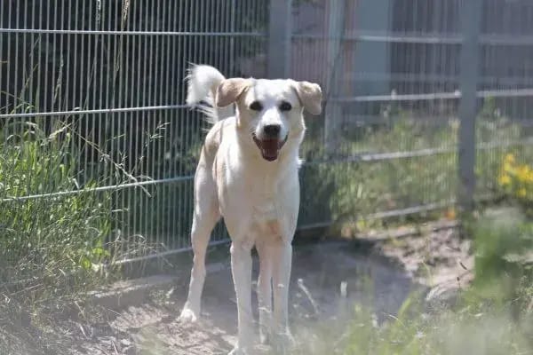 Buddy 18/4098 gallery image 3