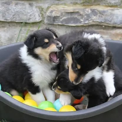 Collies von der Sandsteinvilla gallery image 3