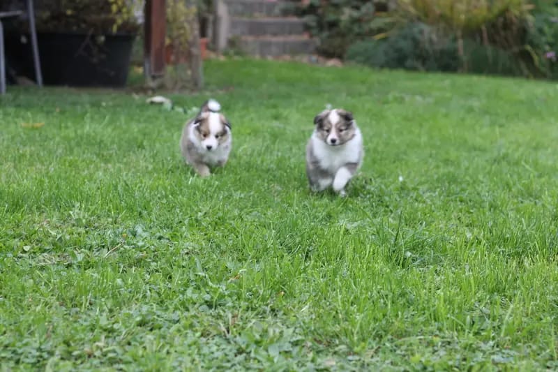 Sarah's Dream Shelties & Collies gallery image 4