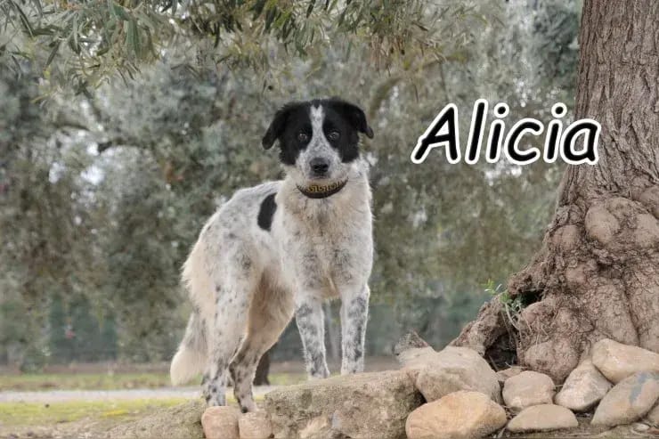 Alicia gallery image 2