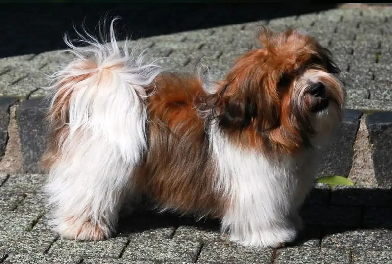Deckrüde ... C A R L O ... Havaneser – Havaneser Puppy – Photo 2