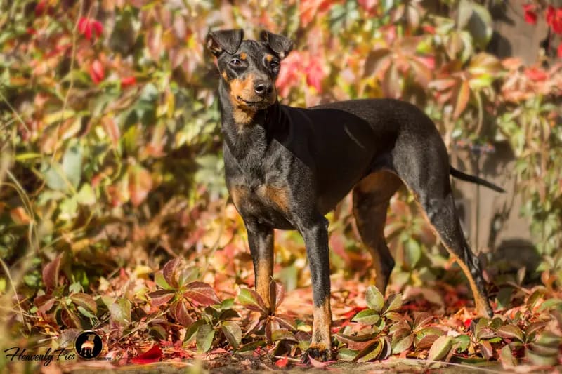 Manchester Terrier von der Spree gallery image 4
