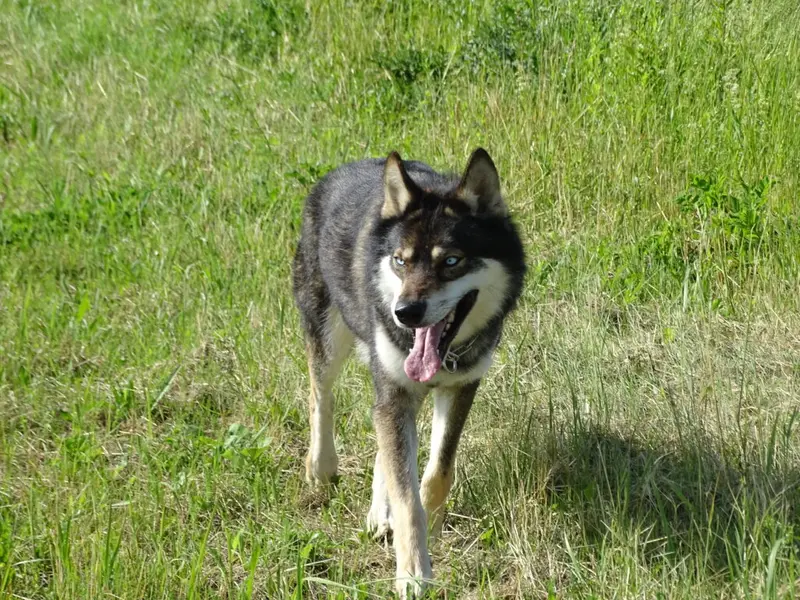 Joe John Jackson – Alaskan Malamute Puppy – Photo 2