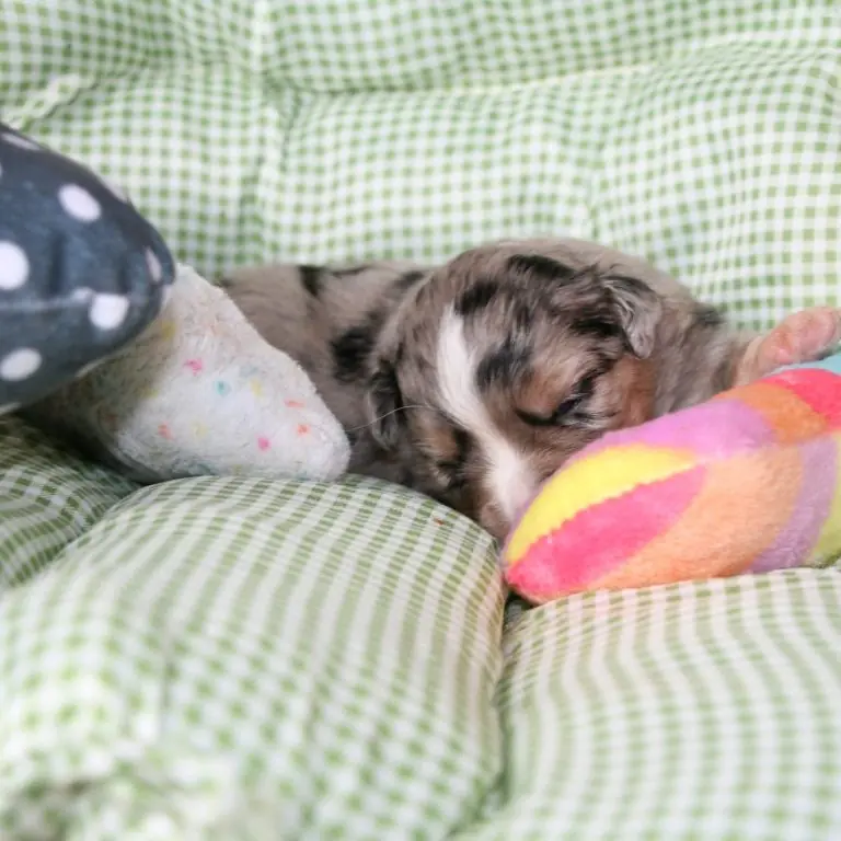 Freedom Gusto vom Georgenberg – Australian Shepherd Puppy – Photo 3