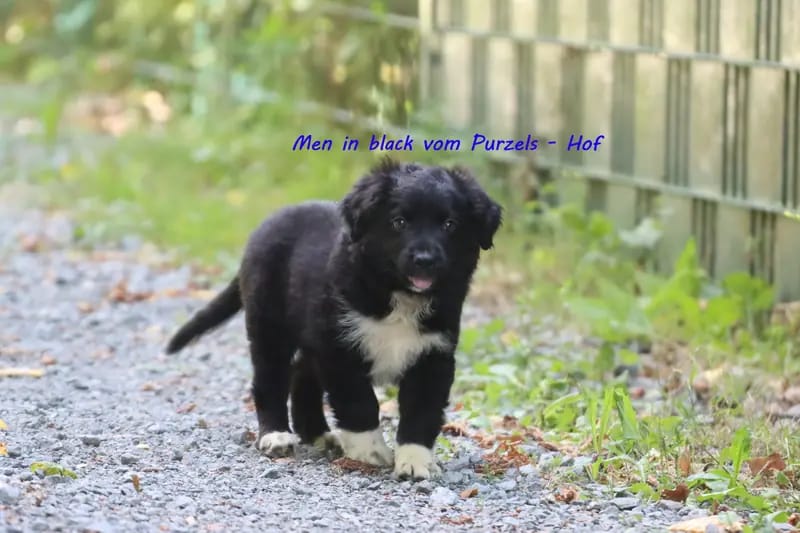 Men in black  – щенок Australian Shepherd – Фото 2