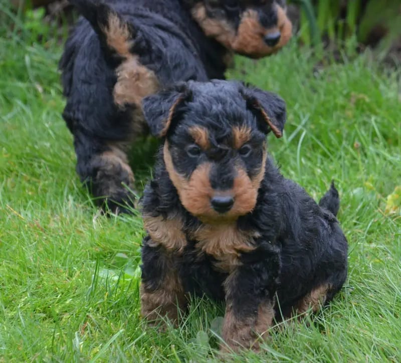 WelshTerrier Welpen | Hündin – Welsh Terrier Yavrusu – Fotoğraf 2
