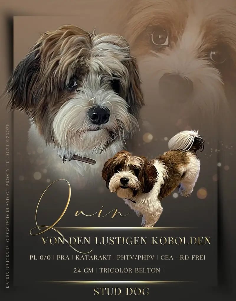 Quin von den Lustigen Kobolden  gallery image 2