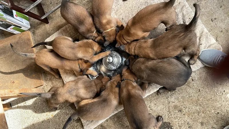 Malinois vom Templerordern  gallery image 2
